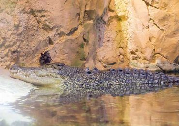 کینگ کروک king croc