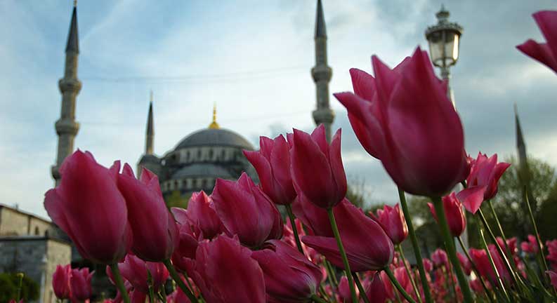 جشنواره گل لاله در استانبول